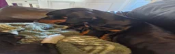 Dachshund dogs for sale: Beautiful 18 month old Daxie boy - Advert 3