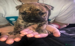 Mixed Breed dogs for sale: sharpei cross staffy puppy  - Image 2