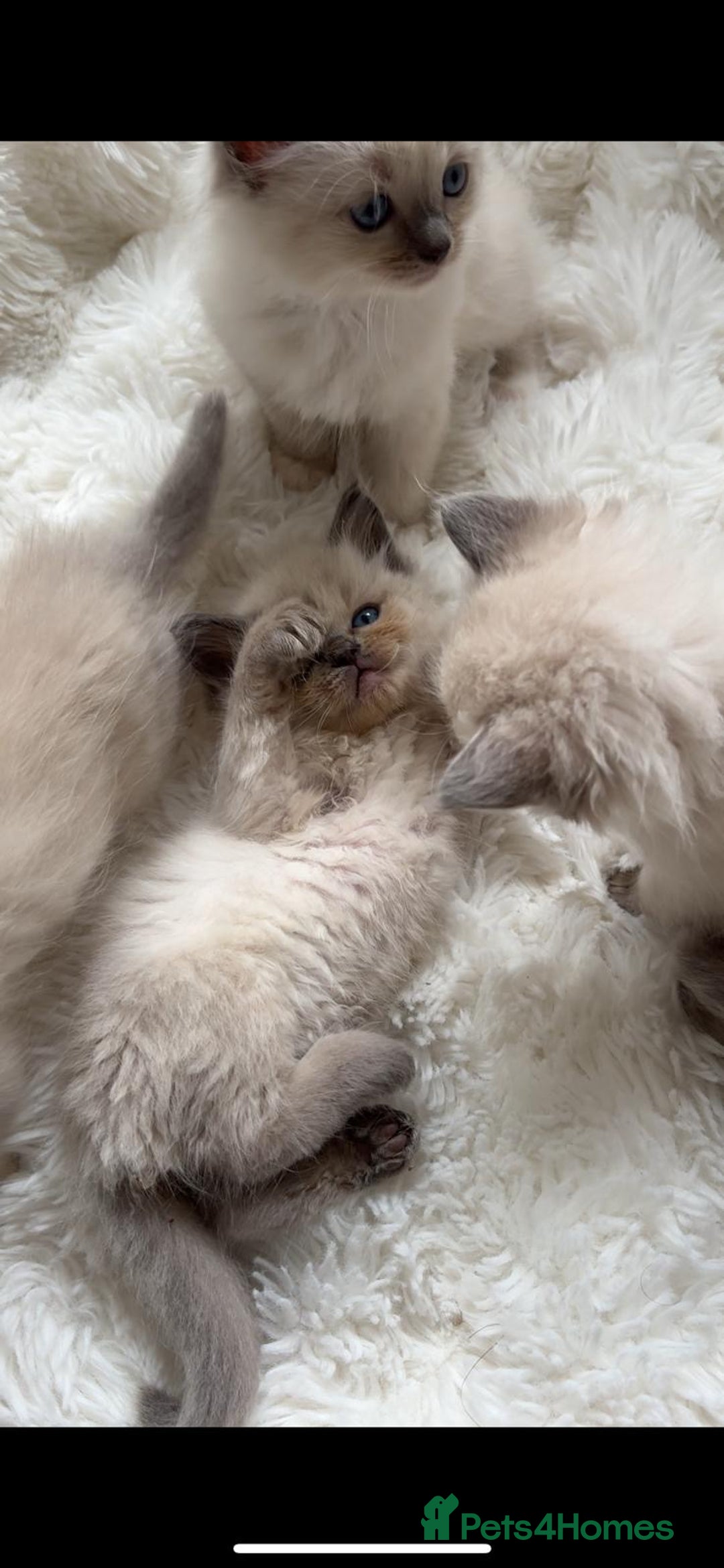 Ragdoll cats for sale: ✨ Blue pointed Ragdoll Kittens – Ready Soon ✨ - Image 13