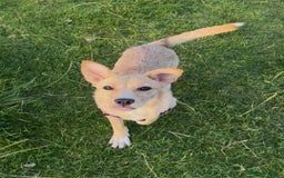 Mixed Breed dogs for adoption: Ruby  - Image 2