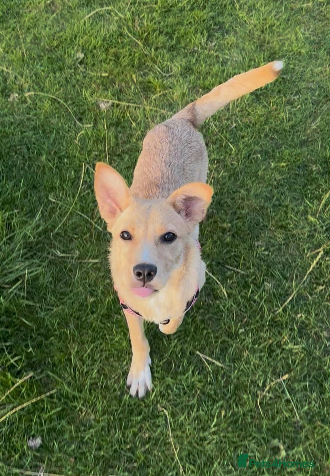 Mixed Breed dogs for adoption: Ruby  - Image 2