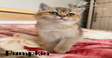 British Shorthair cats Beautiful Golden BSH Kittens (2 Left) –Rare Colour - Advert 8