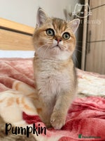 British Shorthair cats Beautiful Golden BSH Kittens (2 Left) –Rare Colour - Advert 8