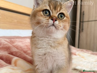 British Shorthair cats Beautiful Golden BSH Kittens (2 Left) –Rare Colour - Advert 2