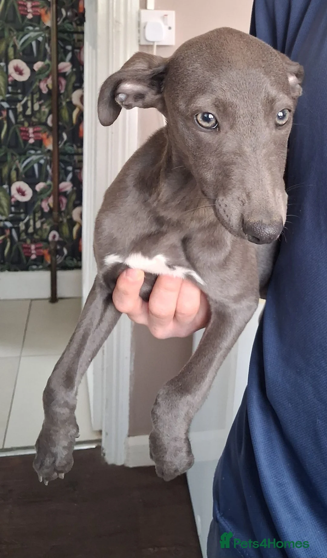 Whippet dogs for sale: Pure blue whippet puppies  - Advert 2