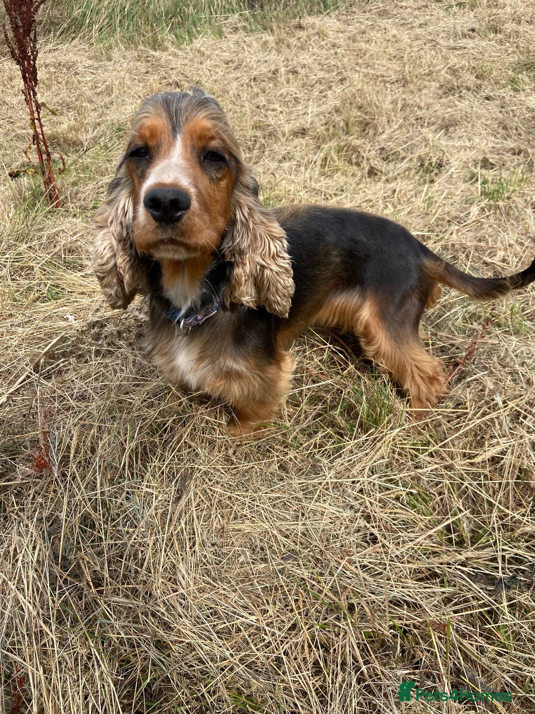 Cocker Spaniel dogs for sale: KC SHOW COCKER SPANIEL CHOCOLATE SABLE - Image 2
