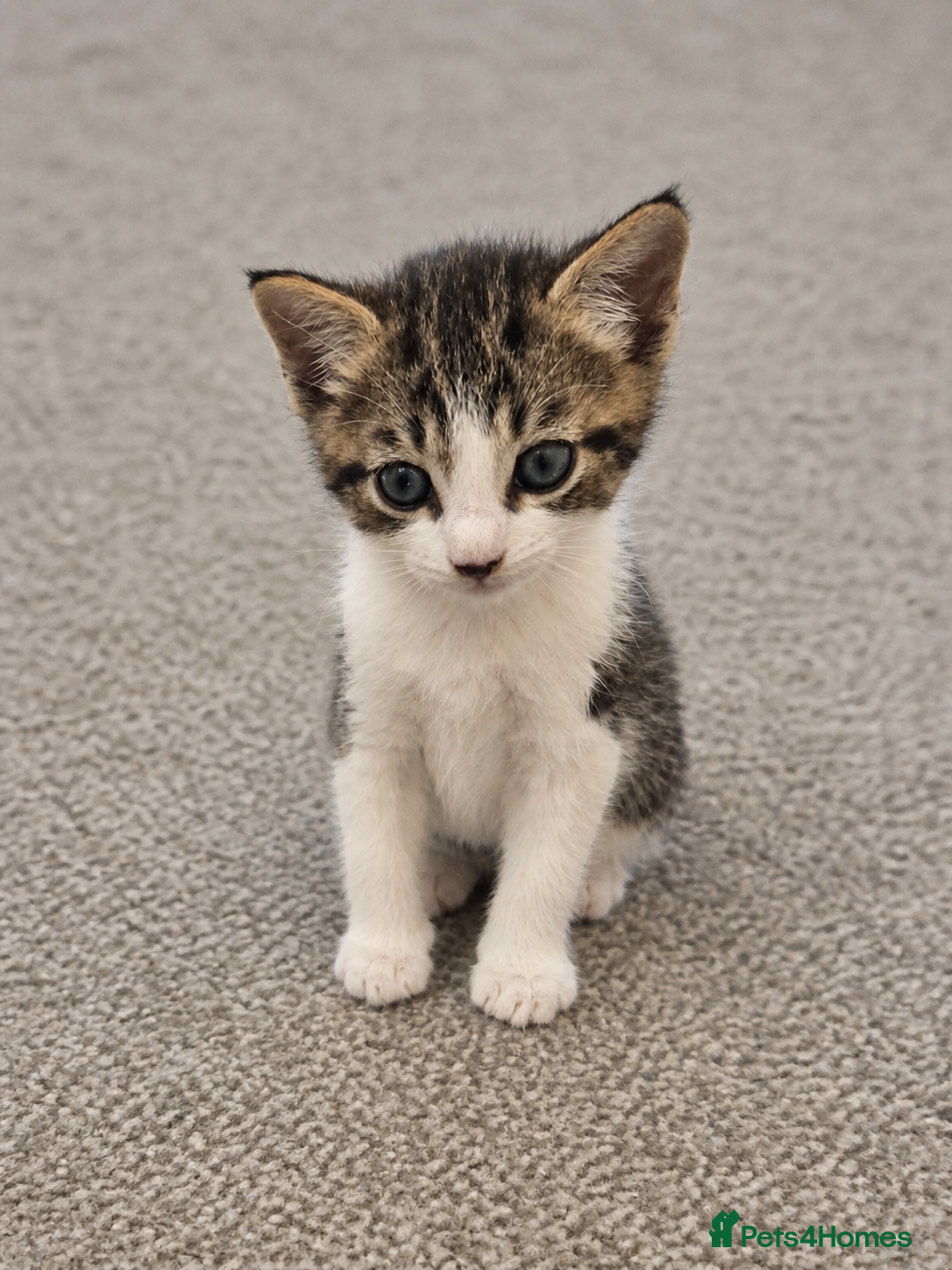 Mixed Breed cats Beautiful Kittens Ready for Loving Homes 🐾 - Advert 3