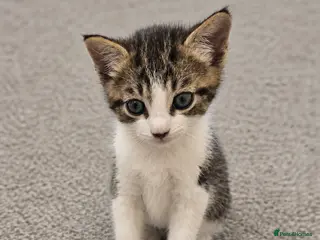 Mixed Breed cats Beautiful Kittens Ready for Loving Homes 🐾 - Advert 3