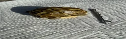 Tortoise reptiles for sale: Baby Horsefield tortoise  - Advert 3