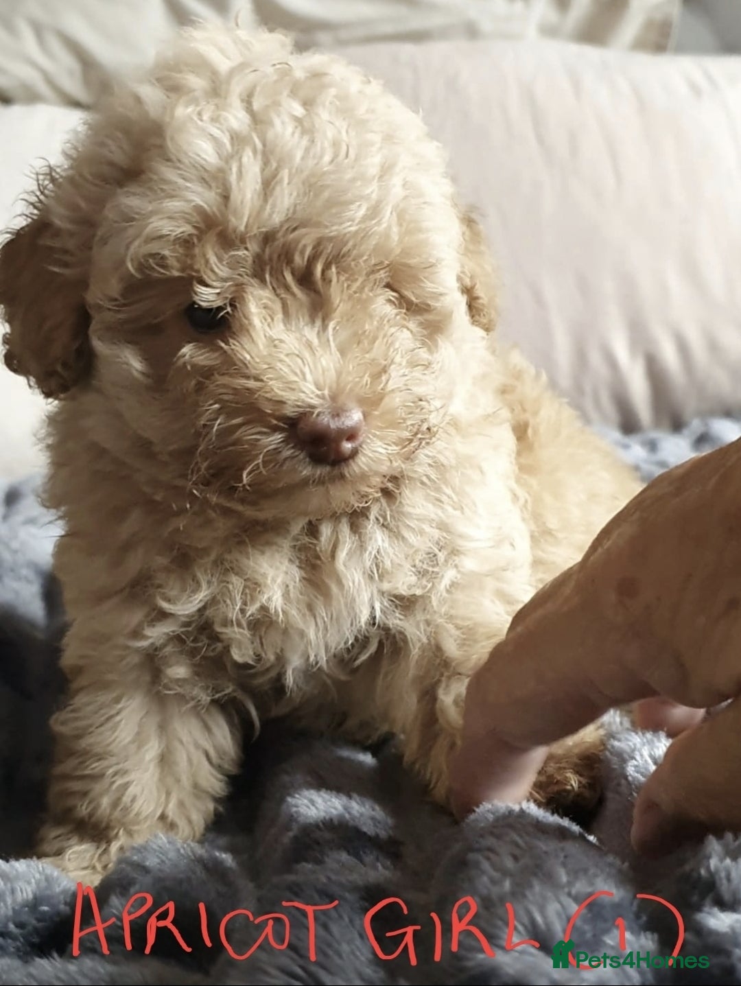 Toy Poodle dogs for sale: KC Toy Poodles, health tested, champion bloodline - Image 23