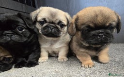 Mixed Breed dogs for sale: Pug x pekingese - Image 6