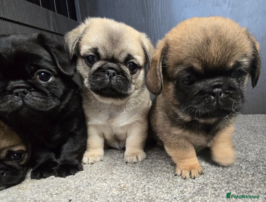 Mixed Breed dogs for sale: Pug x pekingese - Image 6
