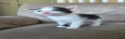 Mixed Breed cats for sale: 2 boys and 2 girls - Advert 1