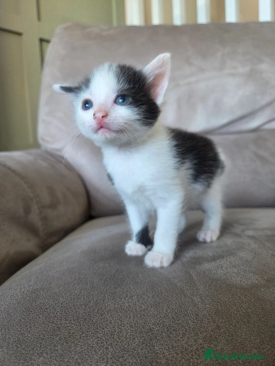 Mixed Breed cats for sale: 2 boys and 2 girls - Advert 1