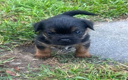 Border Terrier dogs for sale: Gorgeous KC reg Border Terrier Boys - Image 12