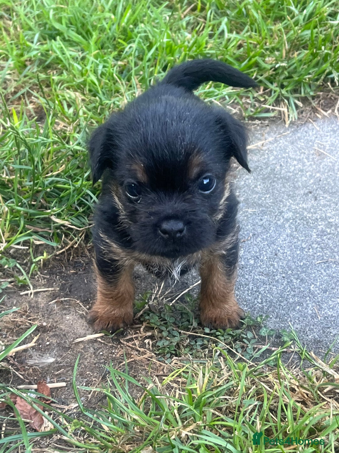 Border Terrier dogs for sale: Gorgeous KC reg Border Terrier Boys - Image 12
