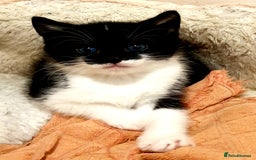 Mixed Breed cats for sale: Adorable trio of kittens  - Image 19