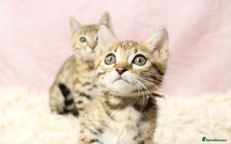 Bengal cats for sale: 🔥Stunning Bengal Kittens Available🔥 - Image 18