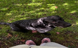 Labrador Retriever dogs for sale: Black Labrador for sale - Advert 2