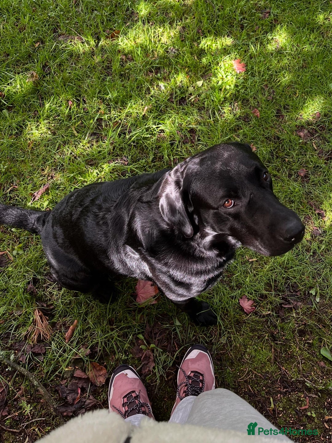 Labrador Retriever dogs for sale: Black Labrador for sale - Advert 2