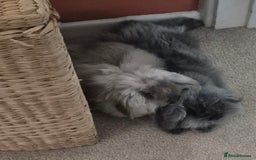 Mini Lop rabbits for sale: Mini lop pair - Image 2