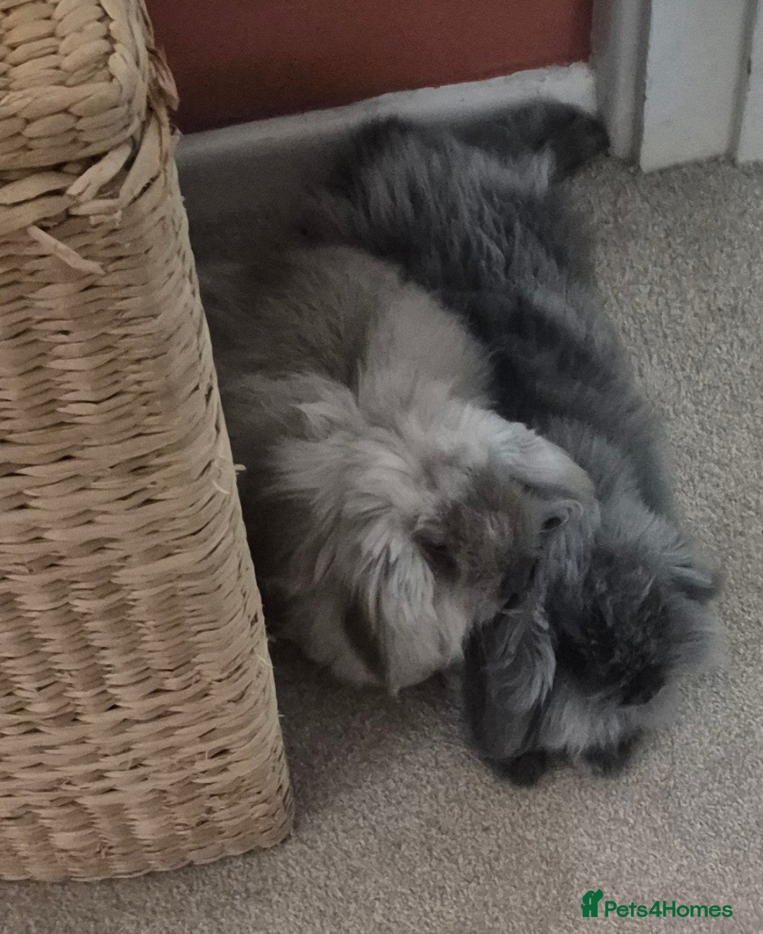 Mini Lop rabbits for sale: Mini lop pair - Image 2