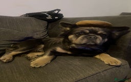 Mixed Breed dogs for sale: Female french bulldog pup - Advert 2