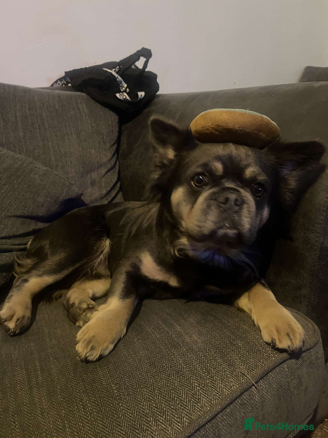 Mixed Breed dogs for sale: Female french bulldog pup - Advert 2