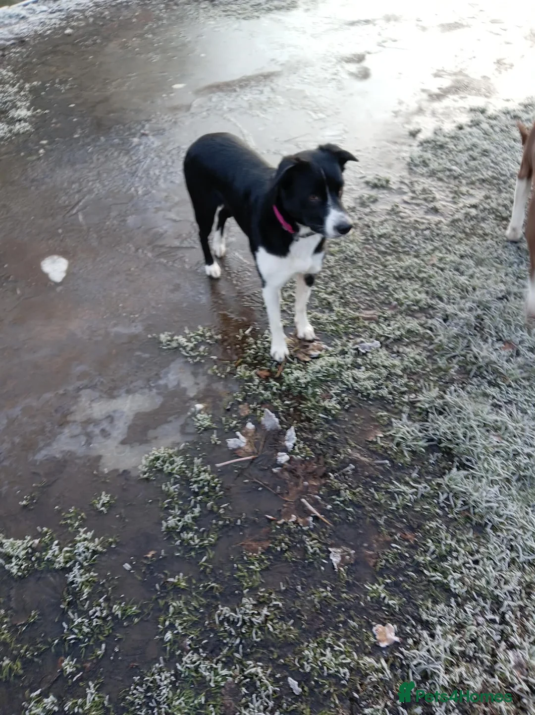 Border Collie dogs for sale: 3 year old  - Advert 2
