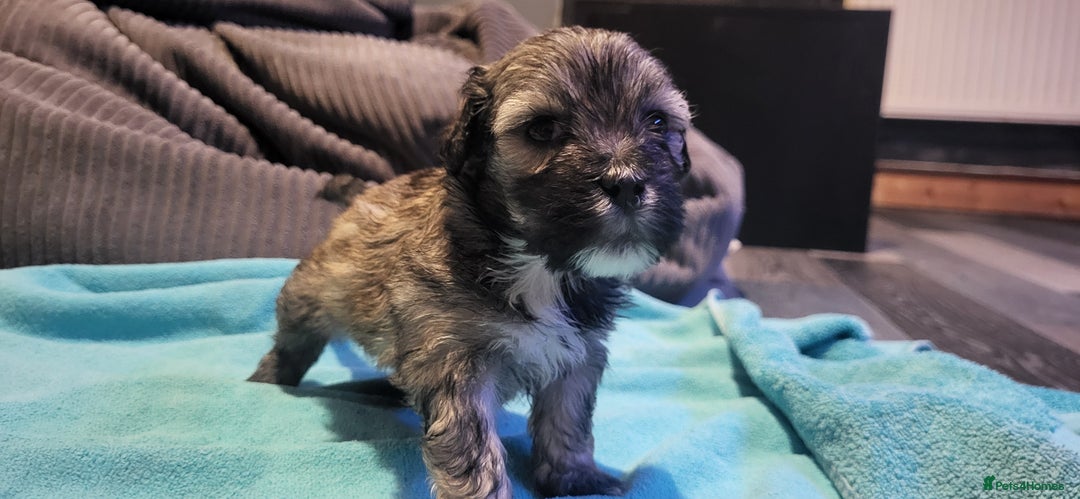 Lhasapoo dogs for sale: 4 Lhasa Apso X poodle (Lhasapoo) puppies - Image 5