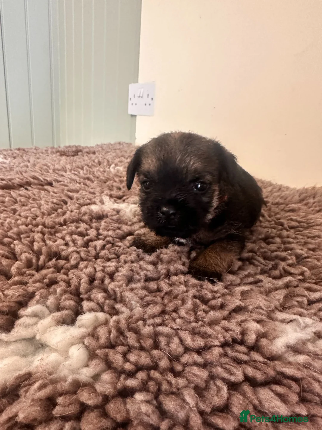 Border Terrier dogs for sale: Border Terrier Puppies for Sale - Advert 11