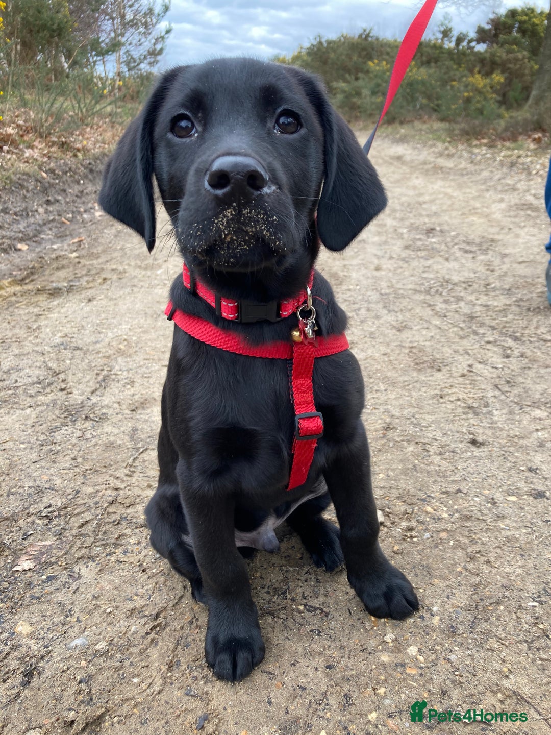Labrador Retriever dogs for stud: Stud Labrador  - Advert 9