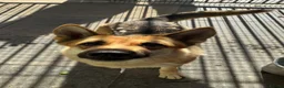Saarloos Wolfdog dogs for sale: Stunning Low Content Wolfdog  - Advert 16