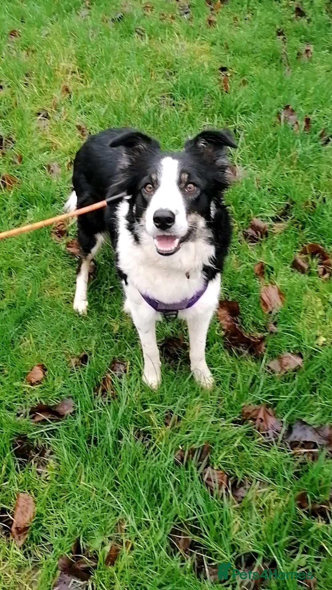 Border Collie dogs for adoption: ❤️Millie fabulous  18-month-old Border Collie ❤️ - Advert 1
