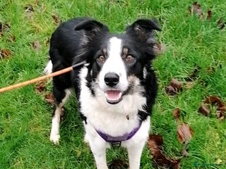 Border Collie dogs ❤️Millie fabulous 18-month-old Border Collie ❤️ - Advert 3