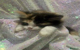 Ragdoll cats for sale: Ragdoll X  - Image 15