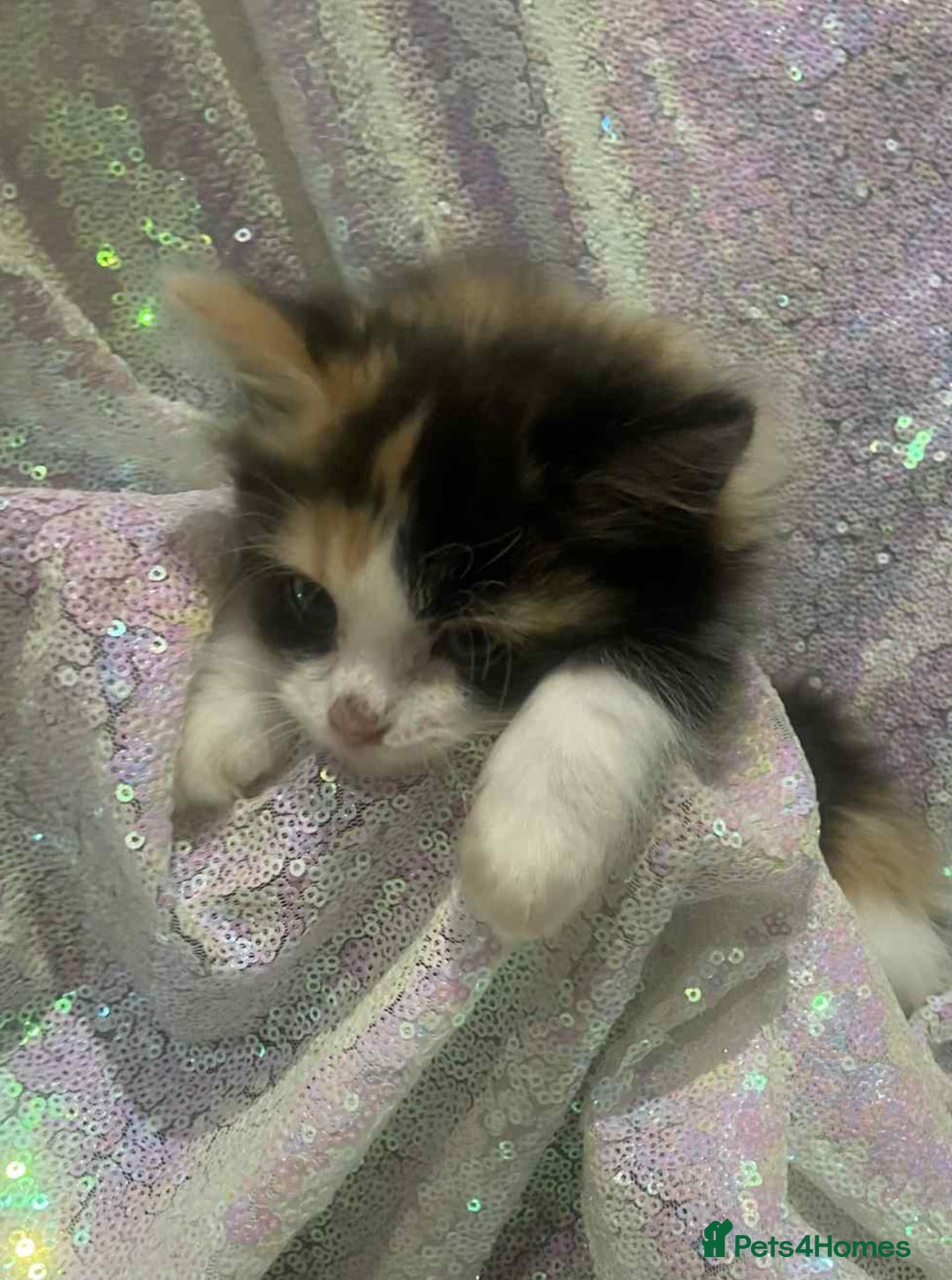 Ragdoll cats for sale: Ragdoll X  - Image 15