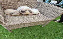 Mini Lop rabbits for sale: Pure Mini Lops - Image 7