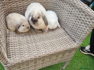 Mini Lop rabbits Pure Mini Lops - Advert 3