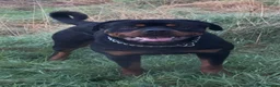Rottweiler dogs for sale: Beautiful Pedigree Rottweiler Boys - Advert 3