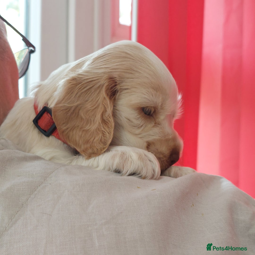 Cocker Spaniel dogs for sale: Kc Reg show type cocker spaniel puppies  - Image 25