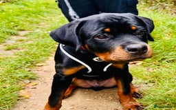 Rottweiler dogs for sale: Denzil  - Image 1