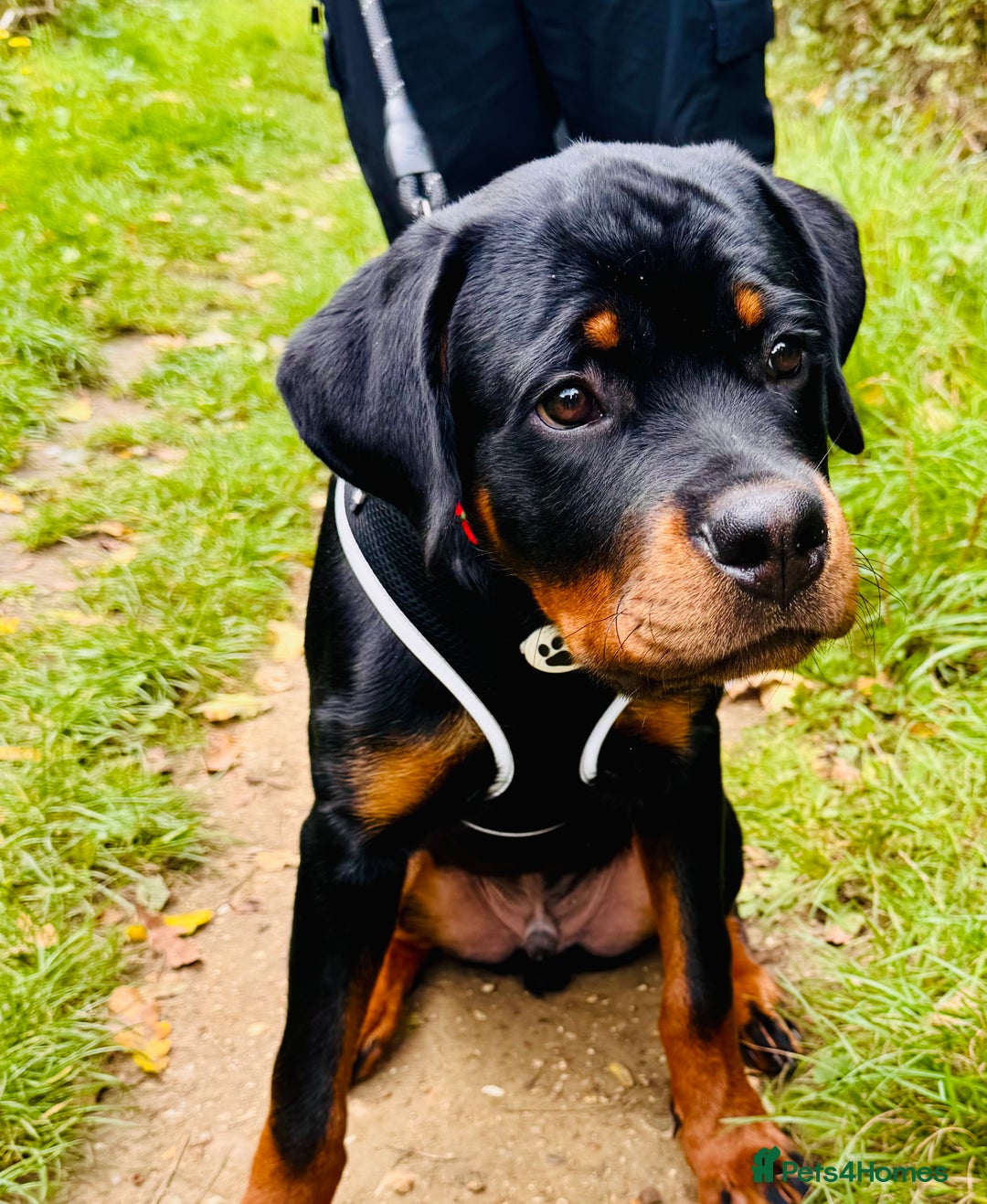 Rottweiler dogs for sale: Denzil  - Image 1