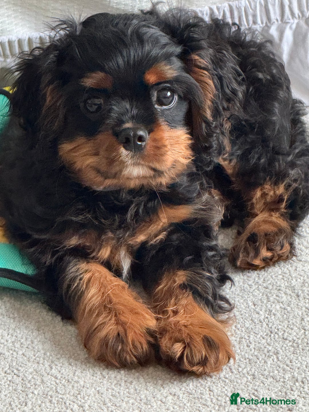 Cavalier King Charles Spaniel dogs for sale: Black and Tan boy - Advert 1