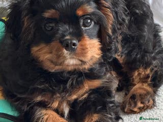 Cavalier King Charles Spaniel dogs Black and Tan boy - Advert 1
