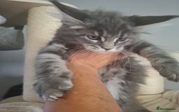 Maine Coon cats for sale: Xxl pure mainecoons  - Image 7