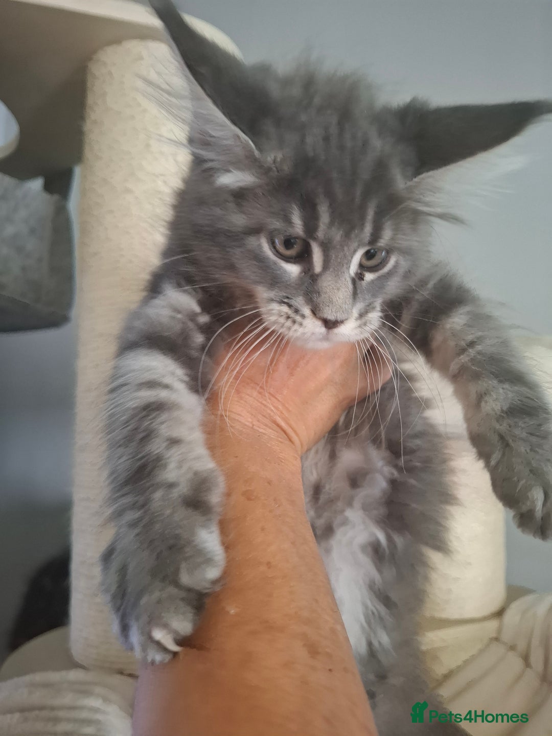 Maine Coon cats for sale: Xxl pure mainecoons  - Image 7