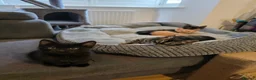 Bengal cats for sale: Mixed Bengal Kittens  - Advert 6