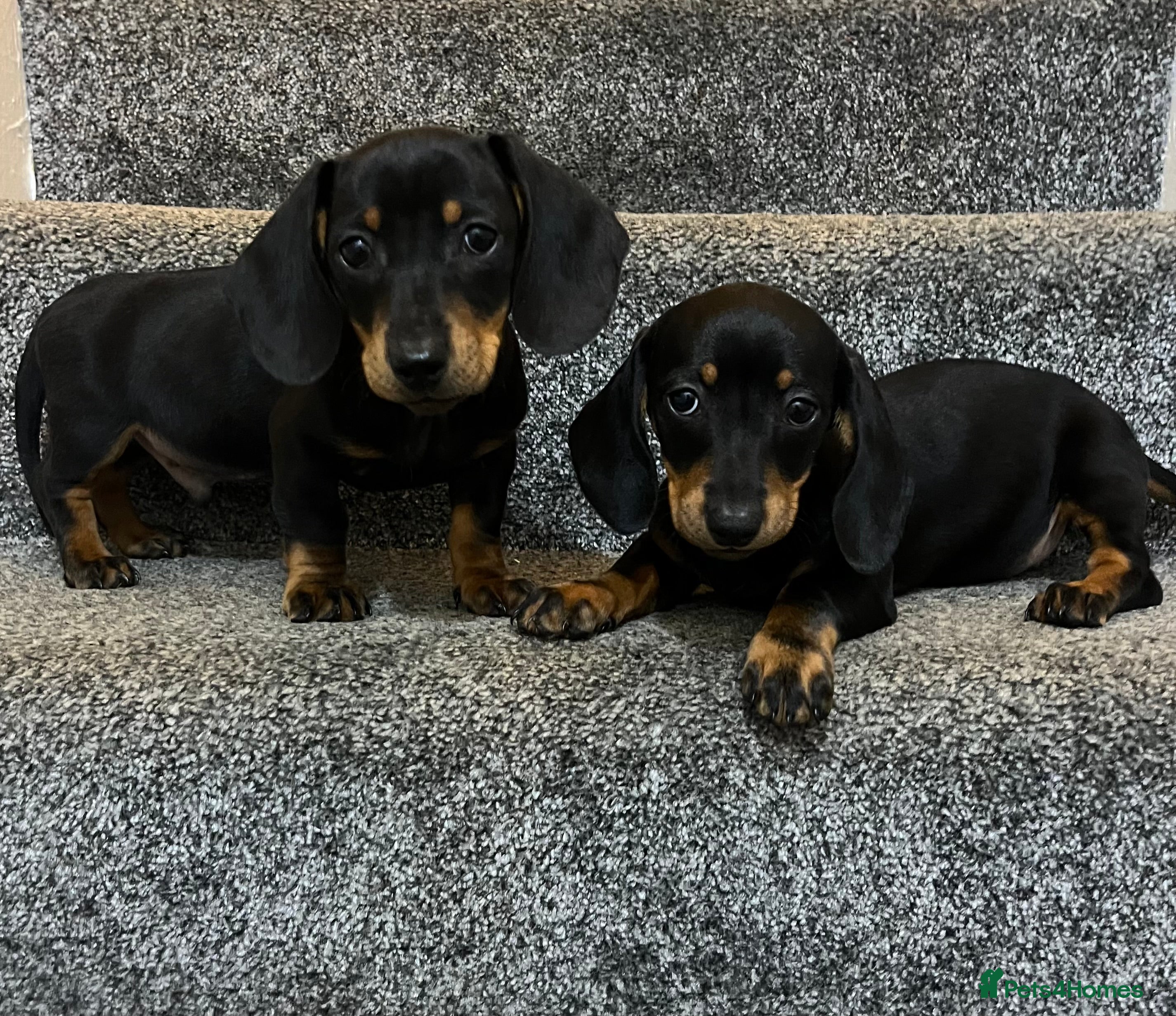 Miniature Dachshund dogs Miniature dachshund puppies  - Advert 1