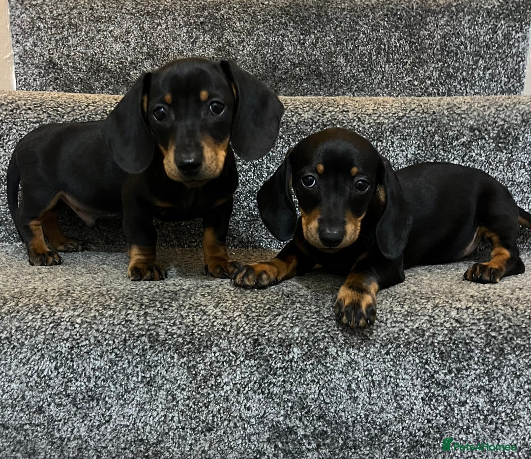Miniature Dachshund dogs for sale: Miniature dachshund puppies  - Advert 1